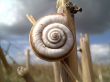 Snail on corn Wallpaer