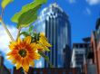 Sunflower focus Wallpaer