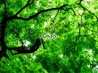 VAIO Bliss Wallpaer