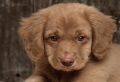 Toller Puppy Wallpaer