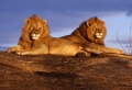 Two Lions Wallpaer