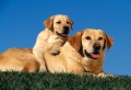 Beautiful Dogs Wallpaer
