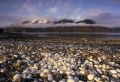 Shells Everywhere Wallpaer