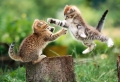 Baby Kittens Wallpaer