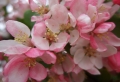 Pink Apple Flowers Wallpaer