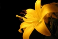 Yellow Flower Wallpaer