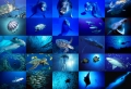 Spirit Ocean Wallpaer