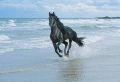 Black Horse on Beach Wallpaer