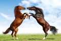 Horse Fighting Wallpaer