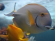 Vista underwater fish Wallpaer