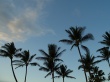 Vista tropical trees Wallpaer