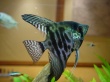 My Fish Wallpaer