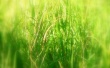 Long grass Wallpaer