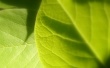 Green leafs Wallpaer