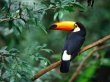 Toco Toucan Wallpaer