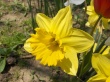 Yellow spring flower Wallpaer