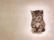 My cat Wallpaer