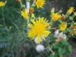 Yellow flower #1 Wallpaer