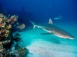 Grey reef sharks Wallpaer