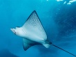 Spotted eagle ray Wallpaer
