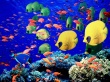 Life below red sea Wallpaer