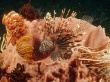 Lionfish lurking Wallpaer