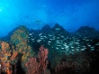 Los roques reef Wallpaer