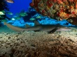 Nurse Shark Wallpaer