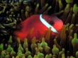 Red Anemonefish Wallpaer