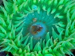 Sea anemone Wallpaer