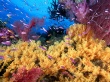 Yellow corals Wallpaer