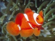 Spine Anemonefish Wallpaer