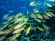 Yellow Goatfish Wallpaer