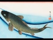 Vista Fish Wallpaer