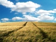 Vista Bliss Wallpaer