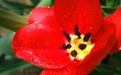 Scarlet tulip Wallpaer