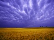 Field of Amber Grains Wallpaer