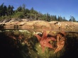 Starfish Wallpaer