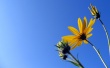 Sunny-Camilles Wallpaer