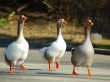 Afternoon Waddle Wallpaer