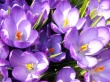More Crocuses Wallpaer