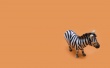 Zebra Toy Wallpaer