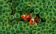Clown Fish Wallpaer