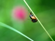 Bugs togheter Wallpaer