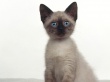 Siamese Wallpaer