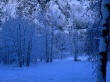 Blue Forest Wallpaer