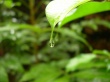 Green Leaf Wallpaer