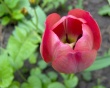 Tulip Wallpaer