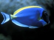 Blue Fish Wallpaer