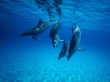 Dolphin Wallpaer